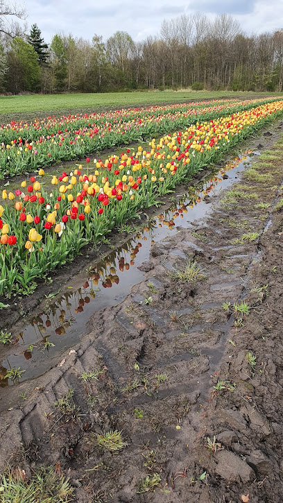 Blumen selber pflücken