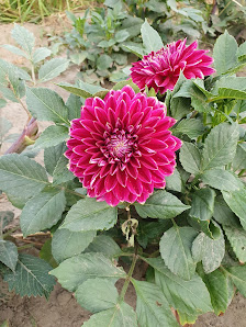 Beckmanns Blumen
