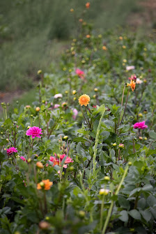 Beckmanns Blumen
