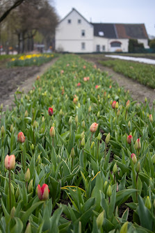 Beckmanns Blumen