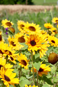 Beckmanns Blumen