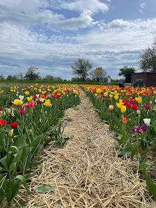 Blumen selber schneiden
