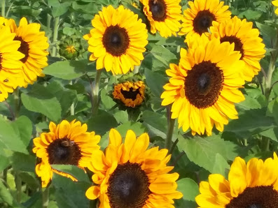 Blumen zum Selberschneiden, Junkersholz