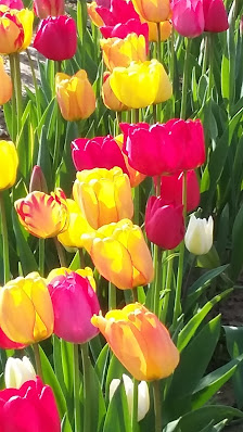 Blumen zum Selberschneiden, Junkersholz