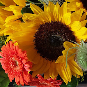 Blumen Häuschen - Stefan Häuschen