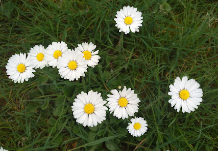 Bellis Gartenplanung