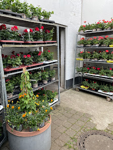 Blumen Kreativ Die Floristik-Werkstatt e.K.