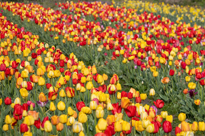 Beckmanns Blumen