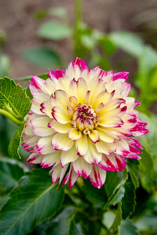 Beckmanns Blumen