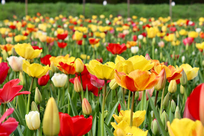 Beckmanns Blumen