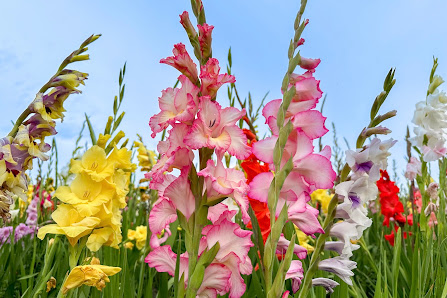 Beckmanns Blumen