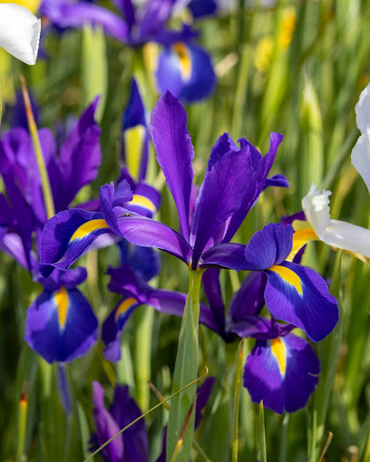 Beckmanns Blumen