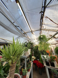 Blumenhaus Maria Straatman