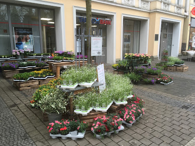 Blumenwelt – Dijkstra M.