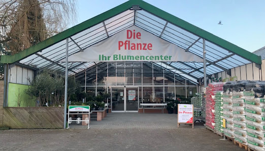 Die Pflanze