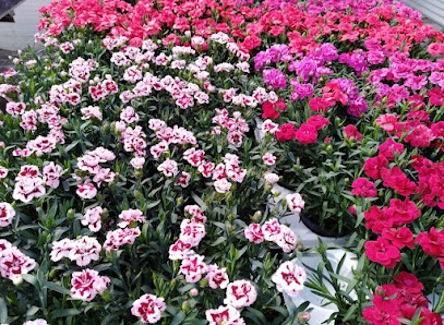 Blumen Ottenhues Rheine-Wadelheim