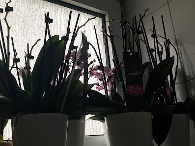 Rieke Blumen GmbH