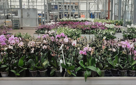 Rieke Blumen GmbH