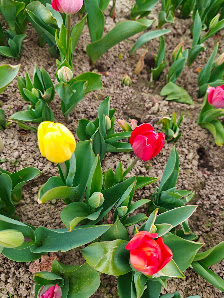 Blumen selber schneiden, Standort Kamen, Ferdinands Blumenparadies