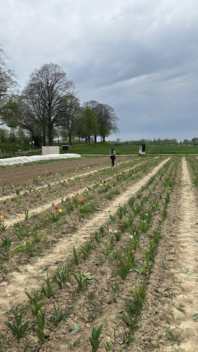 Blumen zum selber pflücken