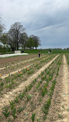 Blumen zum selber pflücken
