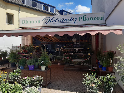 Blumen Der Holländer Pflanzen