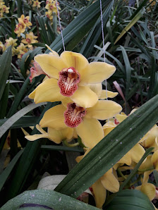 Gartenbau Janhsen