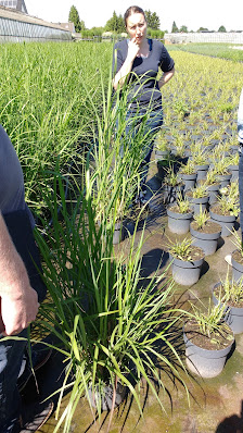 Gartenbau
