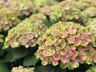 Blumenparadies Hasselt