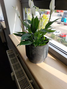 Blumen Hoven