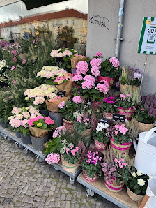 BLUME2000 Berlin Vineta