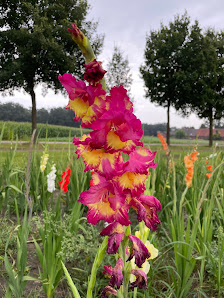 Blumen Selbstpflücke