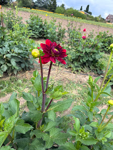 Blumen Wirtz