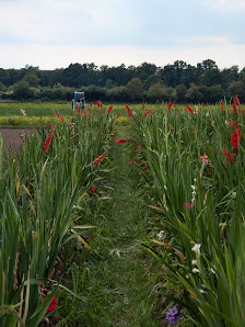 Blumen Wirtz