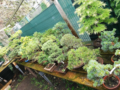 Bonsai Shop Köln