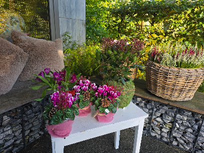 Blumen Kleeblatt