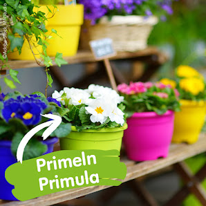 Blumen Risse Blumenmarkt Euskirchen