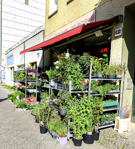 Blumen und Pflanzen