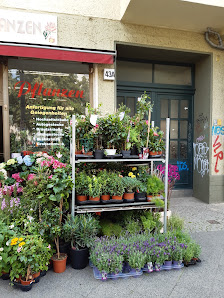 Blumen und Pflanzen