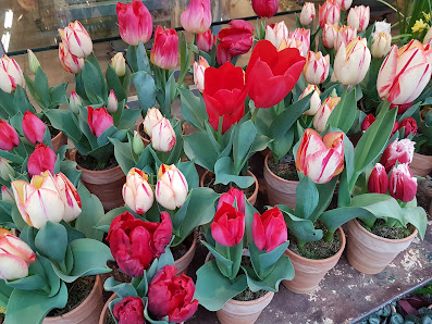 der blumenladen
