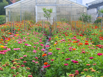 Gärtnerei und Blumenbinderei August Brunnberg