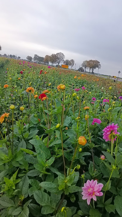 Blumen Selbst Schneiden
