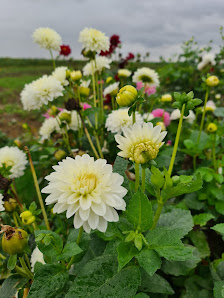Blumen Selbst Schneiden