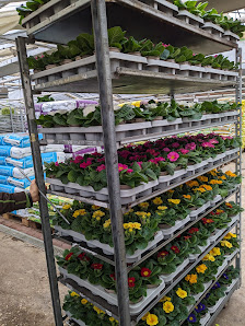 Blumen Forscheln