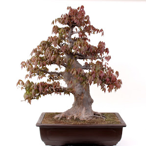 Bonsai-Shopping