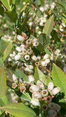 Pflanzenhof Plum