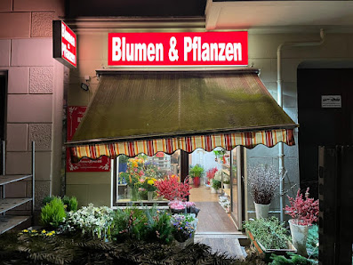 Blumen & Pflanzen