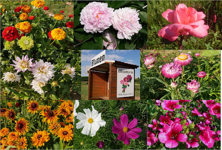 Blumen Pflückparadies
