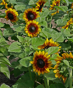 Blumen Pflückparadies