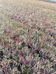 Gartenbau Kielau GbR